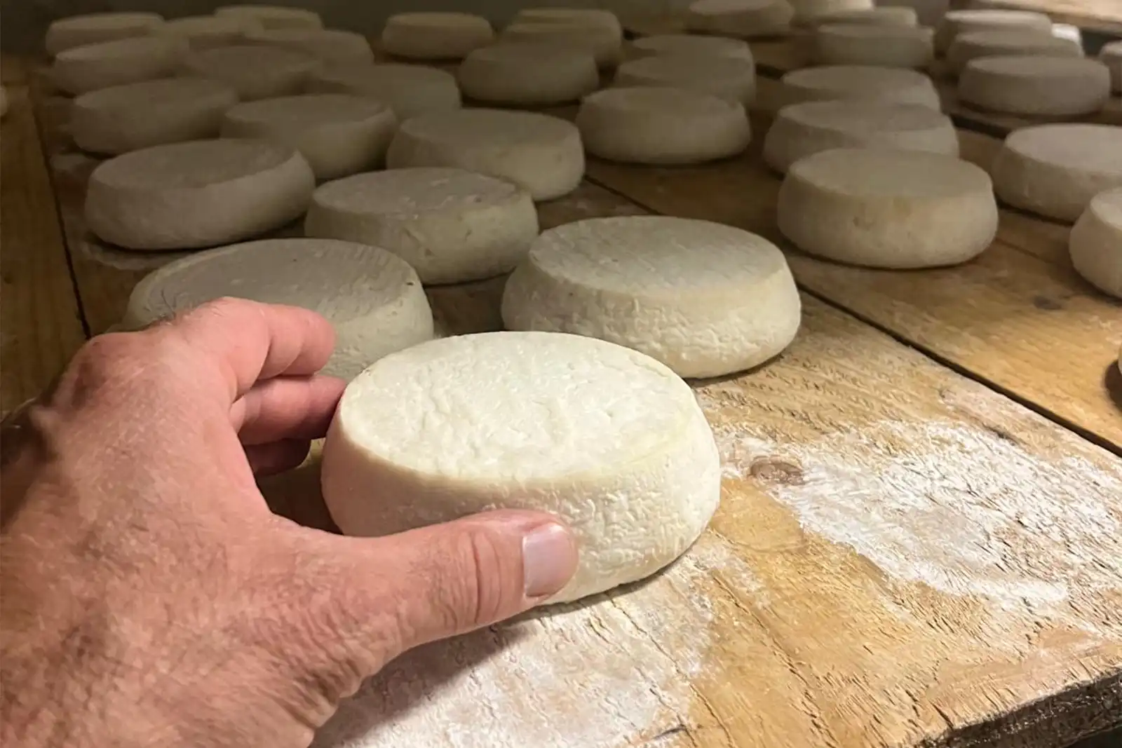 GAEC BIO Chèvre : fromages de Haute-Savoie