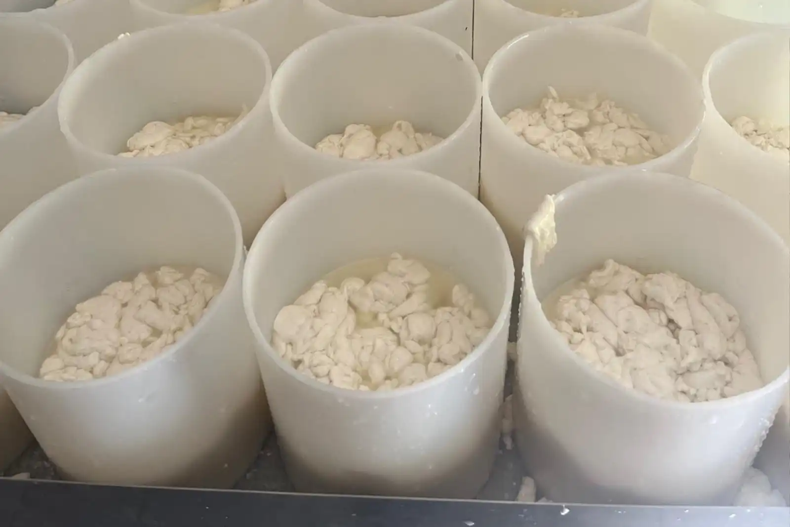 Le Chevrotin du GAEC BIO Chèvre, fromage emblématique de nos montagnes